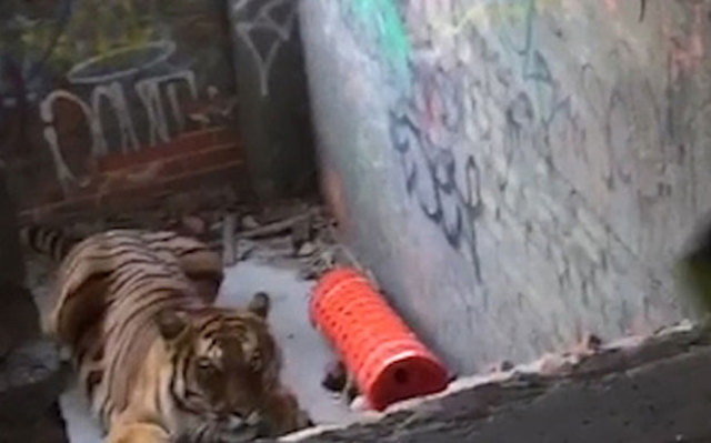 The tiger is let loose