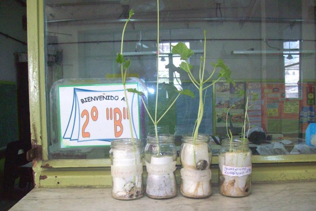 Construyo un germinador