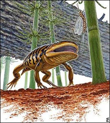 Gerobatrachus hottoni