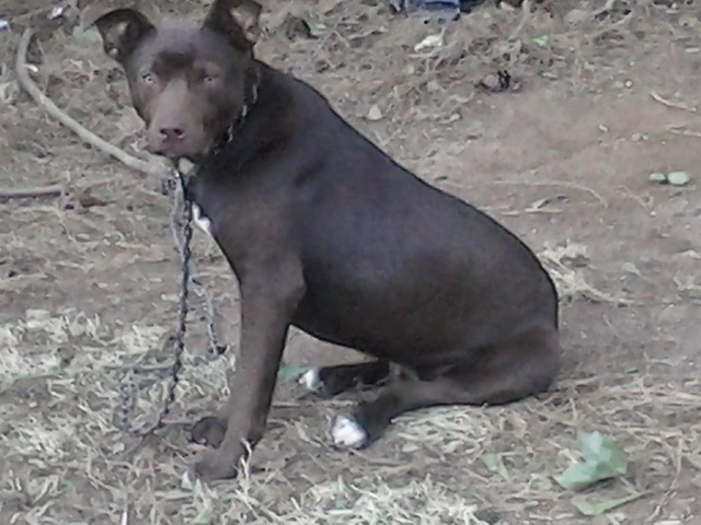 "Bear", the family pet