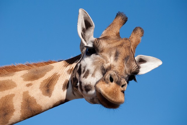 Giraffes from a U.S. preserve escapes into the wild