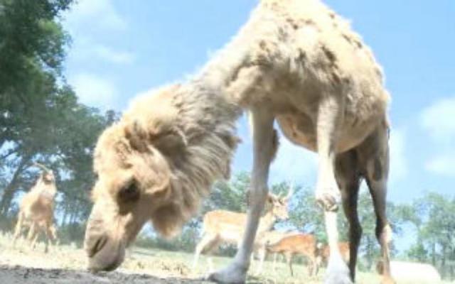 Went to the petting zoo