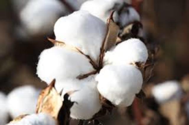 The “Cotton Kingdom” develops