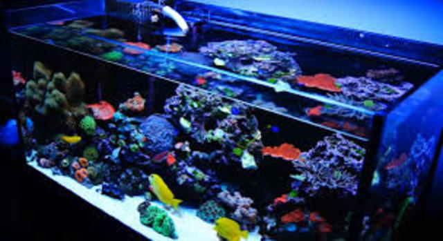 I got a salt water fish tank