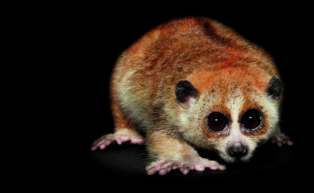 Pigmy Slow Loris