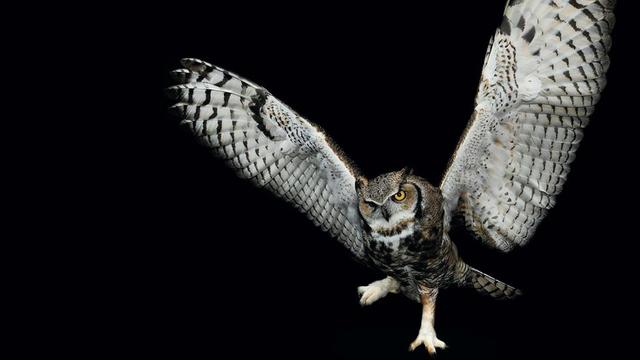 Great Horned Owl