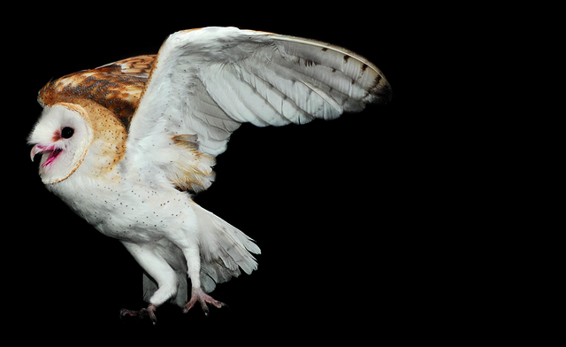Barn Owl