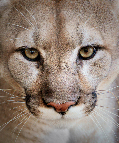 Cougar