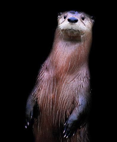 North American River Otter