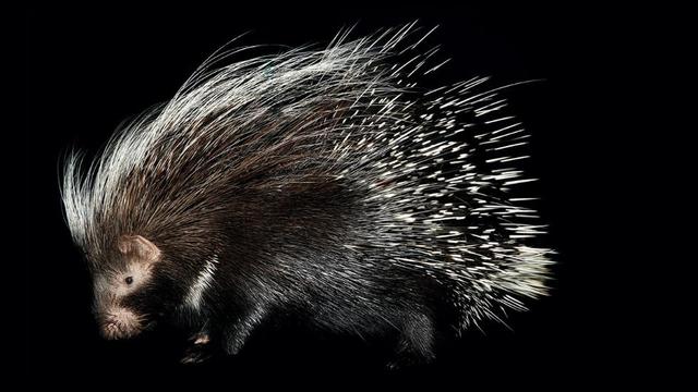 African Crested Porcupine