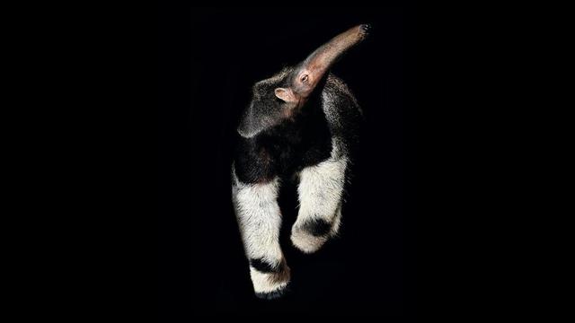 Giant Anteater