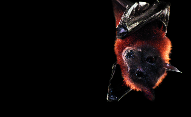 Indian Flying Fox
