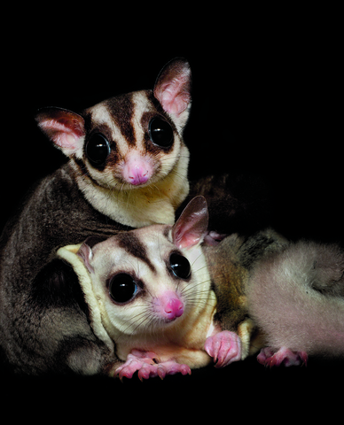 Sugar Gliders
