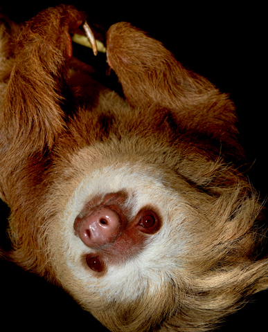 Two-Toed Sloth