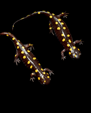 Spotted Salamander