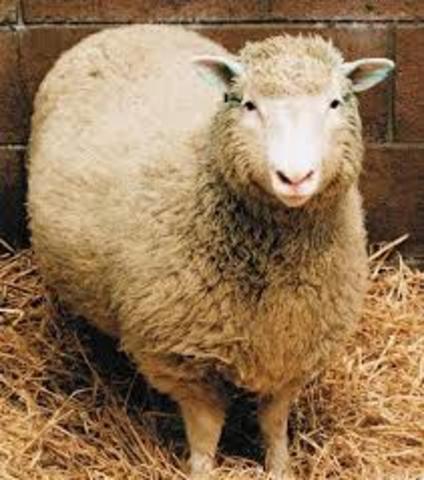 Dolly, primer mamífero clonado