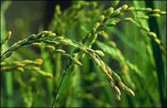 Primer geneoma de una planta comestible