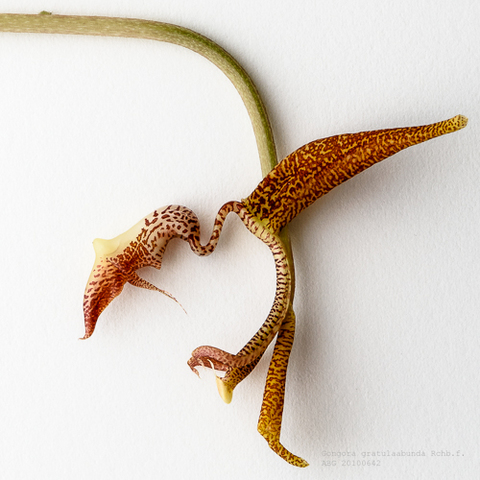 Gongora gratulabunda