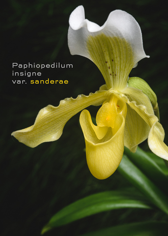 "Yellow Slipper" Paphiopedilum insigne