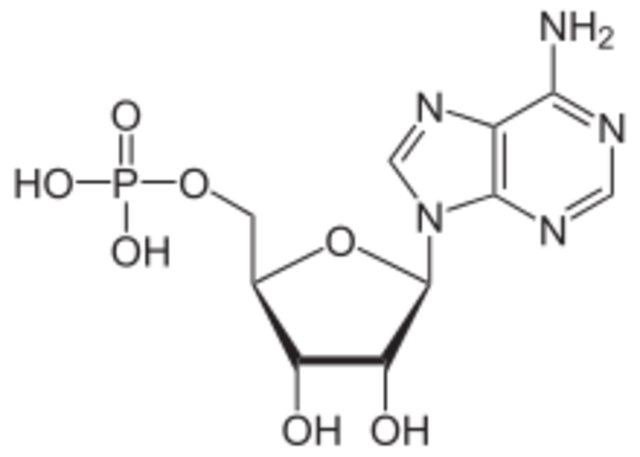Phoebus Levene identificó la formacion de  un nucleótido