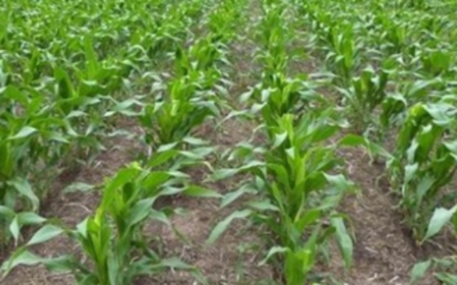 Agricultura ocupa 70% de agua