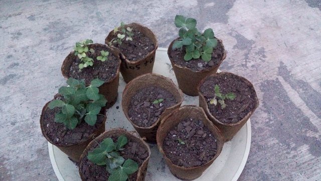 Las semillas fueron creciendo