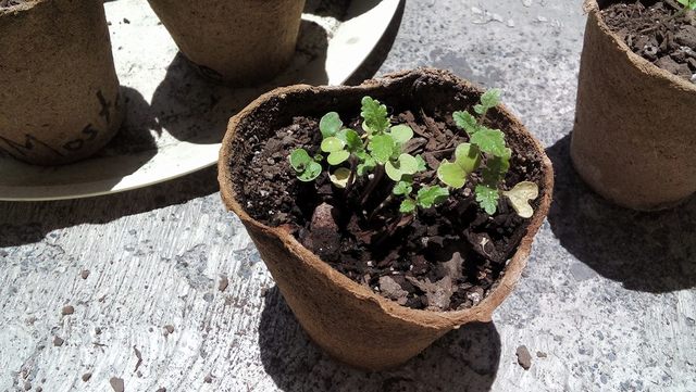 Las semillas han crecido poco a poco