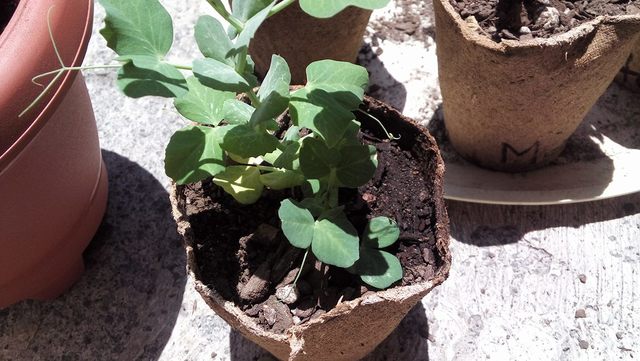 Han crecido lo suficiente como para cambiarla pronto a una maseta grande