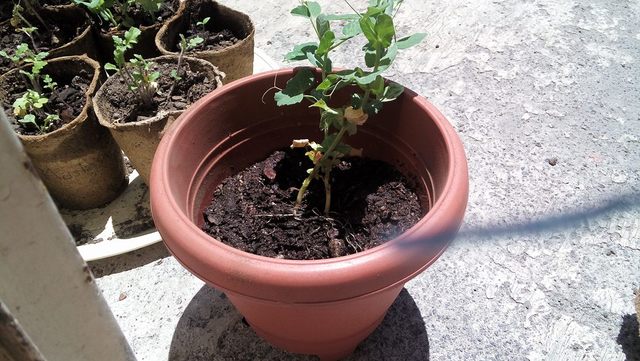 Hoy fue el dia en el que se decide cambiarla a una maseta mas grande