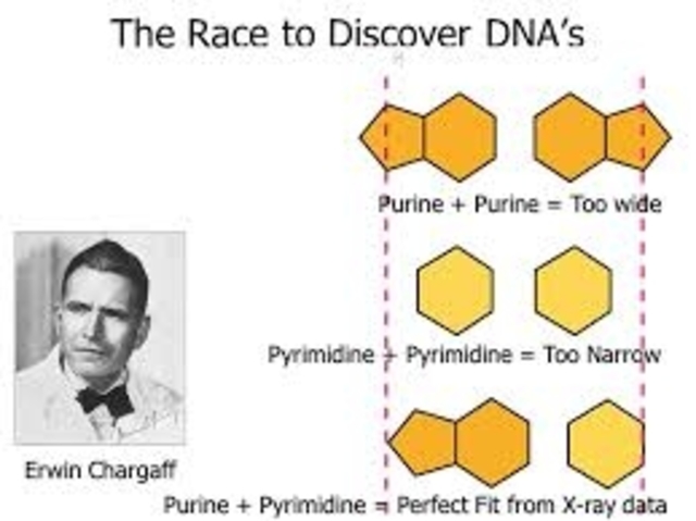 Se establecieron proporciones de las bases nitrogenadas en el ADN.