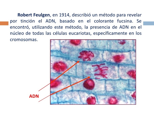 Tincion del DNA