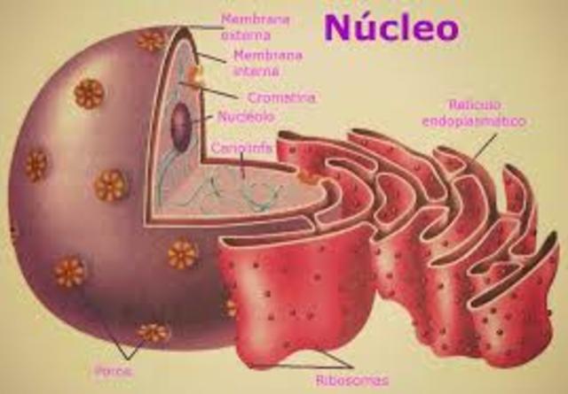 Bases de la herencia