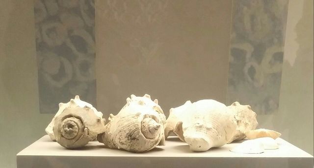 CONCHAS,PECES Y BARRO