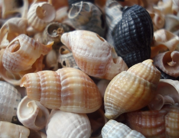 Árupénz megjelenése