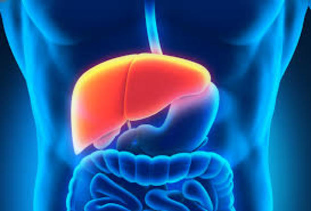 Liver Theory Disproved