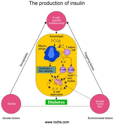 Production of Insulin
