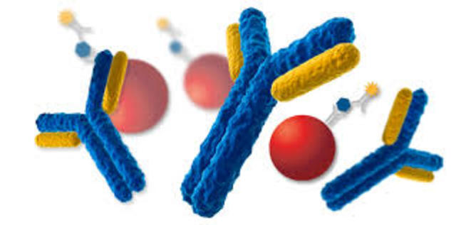 Discovery of Immunoassay