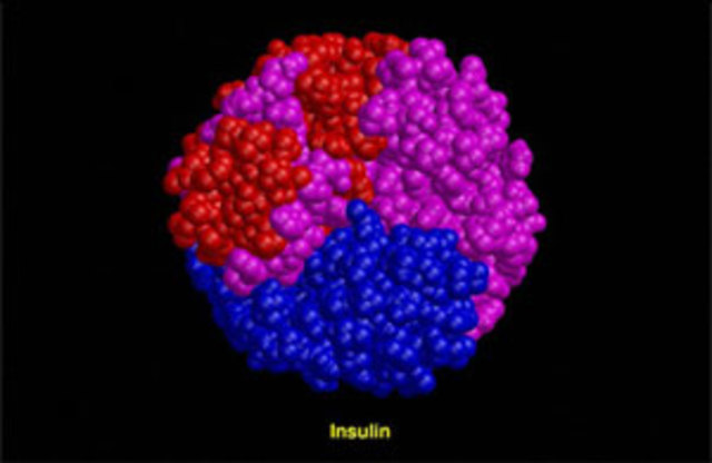 Structure of Insulin