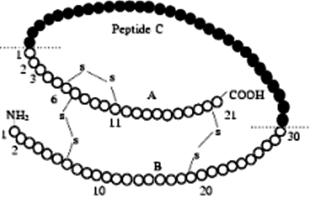 Discovery Insulin Composition