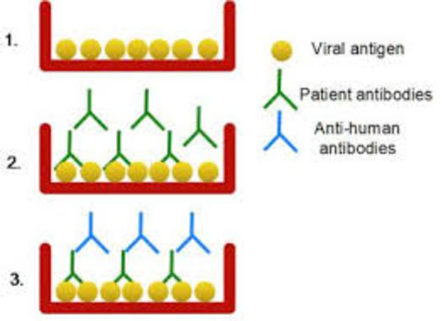 Immunoassay Technique