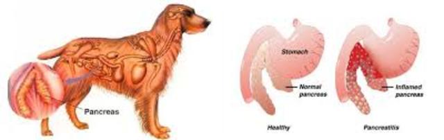 Pancreas Removed from Dog