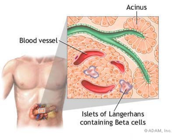Langerhans's Discovery