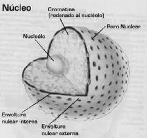 El nucleo de Eucariotas
