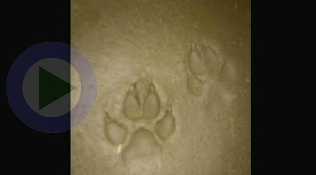 Un esperancino sufrió el ataque de un gran felino