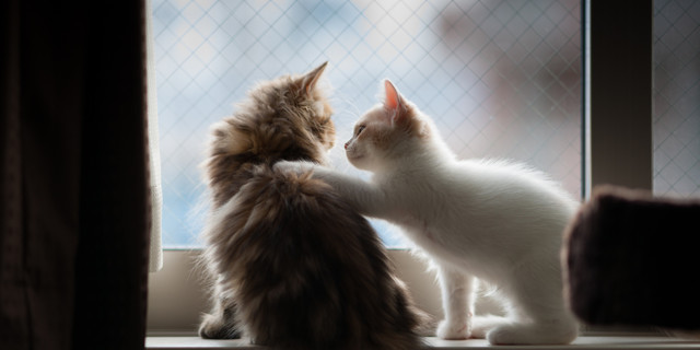 How Chapter 7 events relate to theme