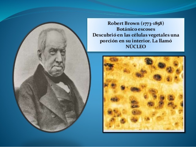 (Biología) NÚCLEO CELULAR