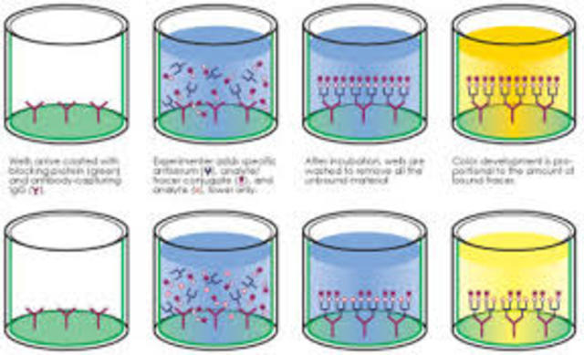 Technique of immunoassay in scientific investigation by Solomon Berson and Rosalind Yalow