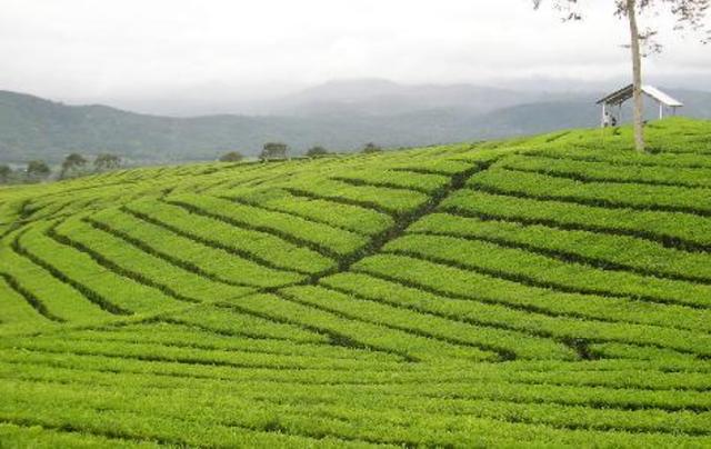 The French plantations