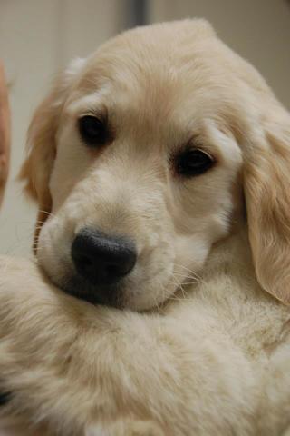 Zoey starts training