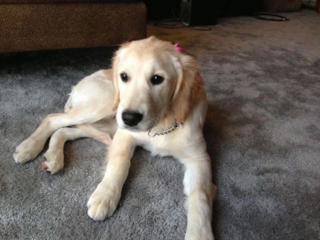 Leaning New Commands